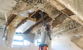 Best Black Mold Removal  in Hampton, GA